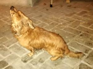 nález psa 25.11.2017