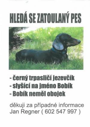 Ztráta pejska